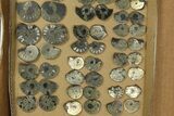 Lot: Cut & Polished, Pyrite Replaced Ammonite Pairs - Pieces #276571-2